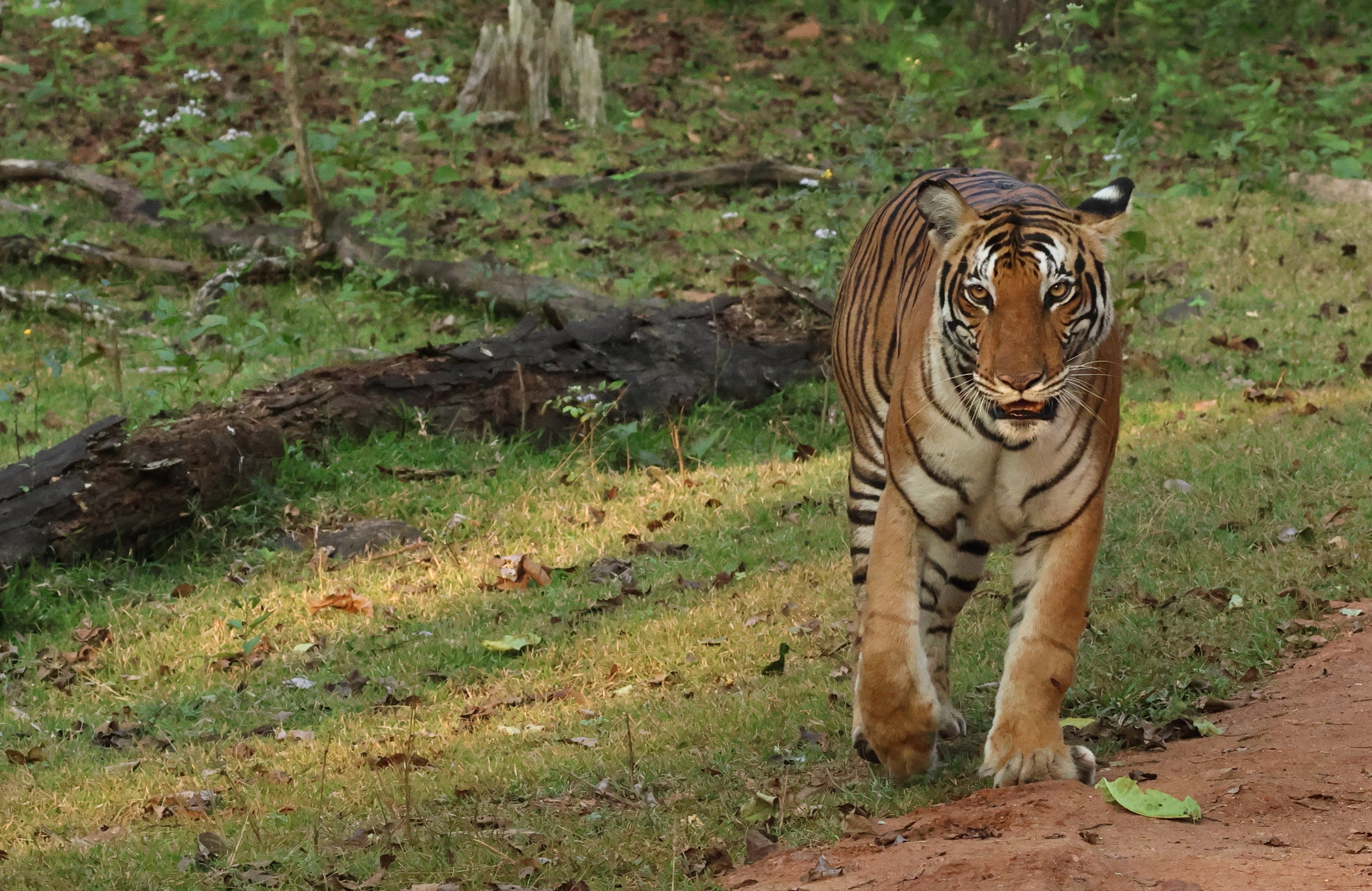 Bengal tiger walking a forest track, Kanha